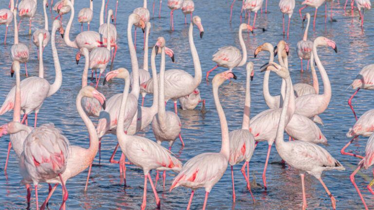 Camargue flamingos 768x432